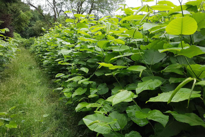 Japanese Knotweed
